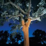 ALGARVE'S CORK TRAIL - Practical Details and Why They Matter