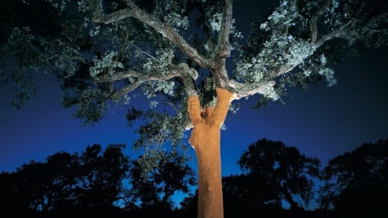 ALGARVE'S CORK TRAIL - Practical Details and Why They Matter