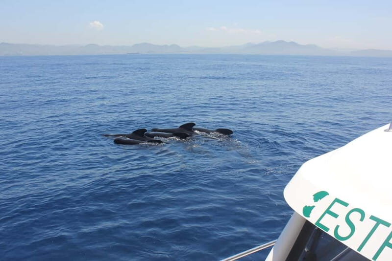 Algeciras: Dolphin and whale watching in reduced groups - An In-Depth Look at the Experience