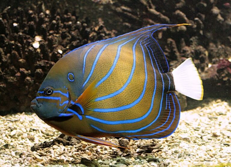 Algés: Vasco da Gama Aquarium Entry Ticket - A Closer Look at the Vasco da Gama Aquarium Experience