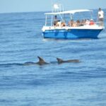Alghero: Dolphin Watching Tour with Marine Biologists - An In-Depth Look at the Dolphin Watching Experience