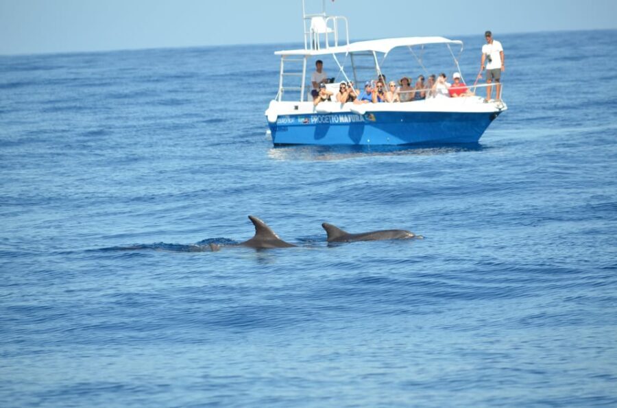 Alghero: Dolphin Watching Tour with Marine Biologists - An In-Depth Look at the Dolphin Watching Experience
