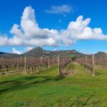 Alghero: wine tasting w/ local aperitif in the vineyard - FAQ