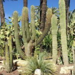 Alicante: UNESCO Heritage Palm grove + Artistic Garden Tour - Discovering Huerto del Cura Garden