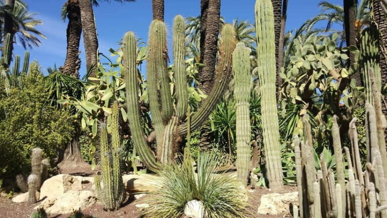 Alicante: UNESCO Heritage Palm grove + Artistic Garden Tour - Discovering Huerto del Cura Garden