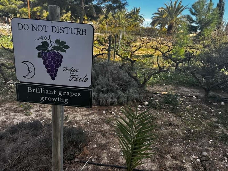 Alicante; Wine Tour Wineries, Food, and Transportation Included - Who Would Love This Tour?