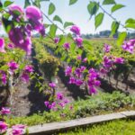 Alicante Wine Tour with Wine Tasting - Wine tasting and local snacks