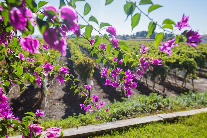 Alicante Wine Tour with Wine Tasting - Wine tasting and local snacks