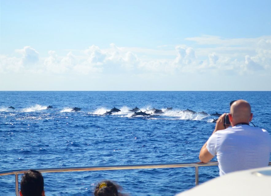 All Inclusive Whale and Dolphin Watching Luxury Tour - What Makes This Tour Stand Out?