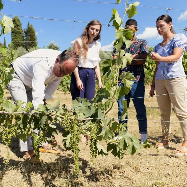 All Tuscany Wine Tour - An In-Depth Look at the Tuscany Wine Experience