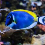 Almería: Aquarium Costa de Almería Entry Ticket - Practical Details and Tips