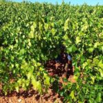 Almería Wine tour, tasting in Bio Winery and aperitif in Spanish - A Closer Look at the Experience
