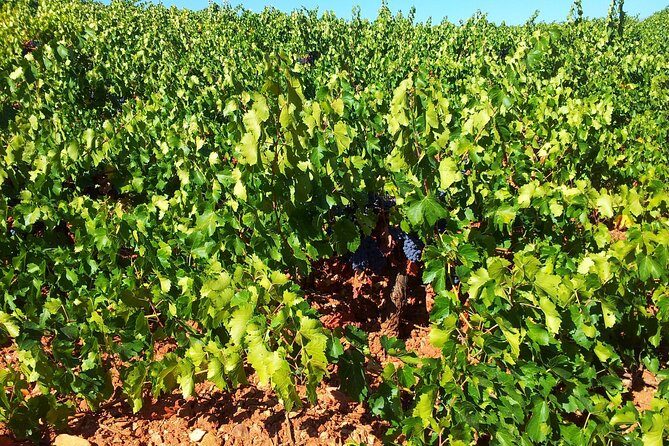 Almería Wine tour, tasting in Bio Winery and aperitif in Spanish - A Closer Look at the Experience