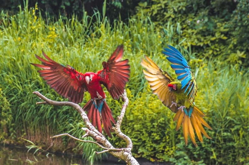 Alphen aan den Rijn: Avifauna Bird Park Entry Ticket - A Deeper Dive Into the Experience