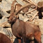 Alpine Zoo Innsbruck and Hungerburg Funicular Combo Ticket - Who Will Enjoy This Experience?