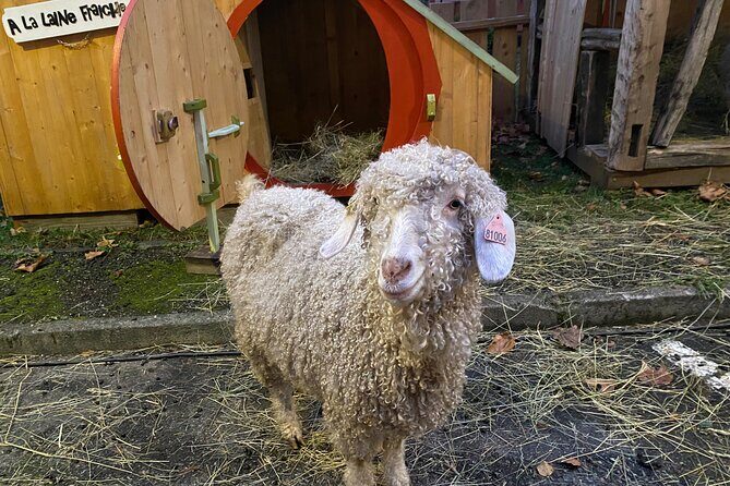 Alsace Christmas Markets & Fairy Tale Villages Private Tour from Strasbourg - The Value of a Private Tour