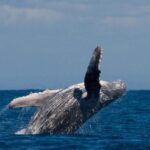 Alta: Alta Fjord Whale Watching Tour - Practical Details and Tips