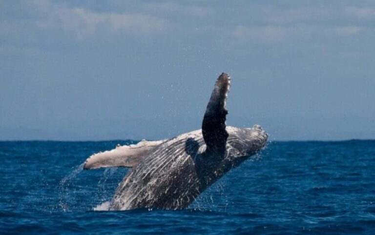 Alta: Alta Fjord Whale Watching Tour - Practical Details and Tips