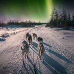 Alta: Dog Sledding Trip under the Northern Lights - Who Will Love This Tour?
