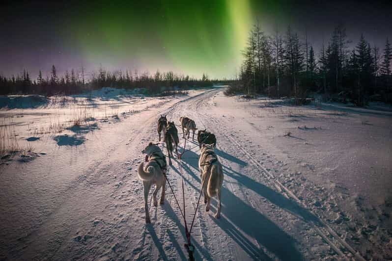 Alta: Dog Sledding Trip under the Northern Lights - Who Will Love This Tour?