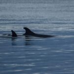 Alta Fjord: Private Whale Watching Tour - Who This Tour Is Perfect For
