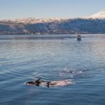 Alta Fjord Whale Watching on a Heated Boat - What’s Included and What You Need to Know