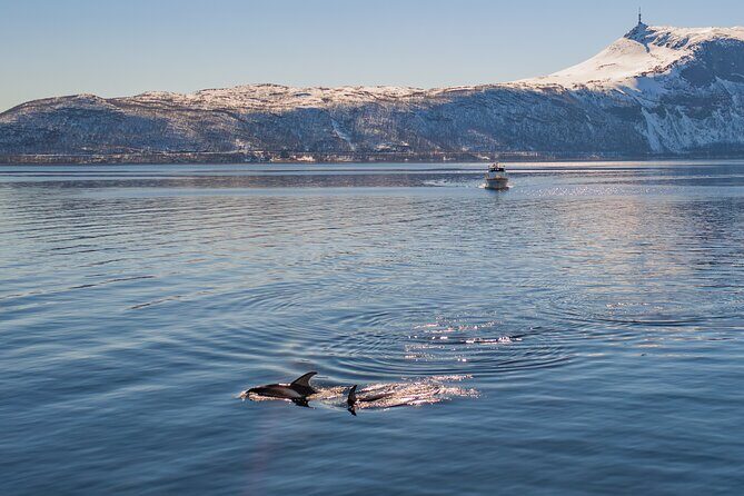 Alta Fjord Whale Watching on a Heated Boat - What’s Included and What You Need to Know