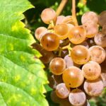 Alvarinho Wine Route: Private Full Day Tour - Final Thoughts: Is This Tour Worth Your Time?