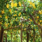Amalfi Coast: Hike Along the Path of the Lemons - The Experience’s Value: What You Get for $50