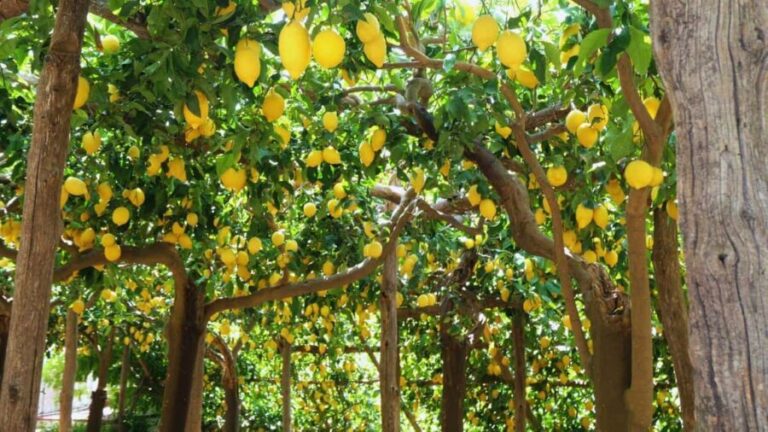 Amalfi Coast: Hike Along the Path of the Lemons - The Experience’s Value: What You Get for $50