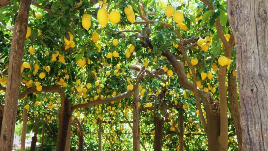 Amalfi Coast: Hike Along the Path of the Lemons - The Experience’s Value: What You Get for $50