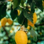 Amalfi: Vertical Lemon Farm Tour, Tastings, and Rural Museum - The Practicalities