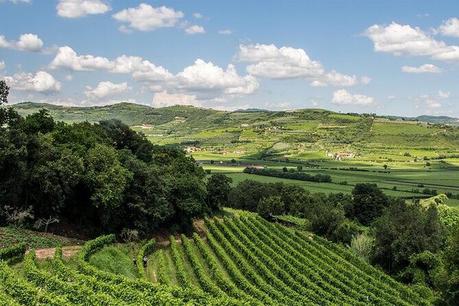 Amarone-Valpolicella private tour. Visit Verona. From Venice - The Sum Up