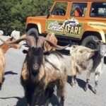 Amazing Sunset Safari Route with Dinner - Exploring the Route – What to Expect