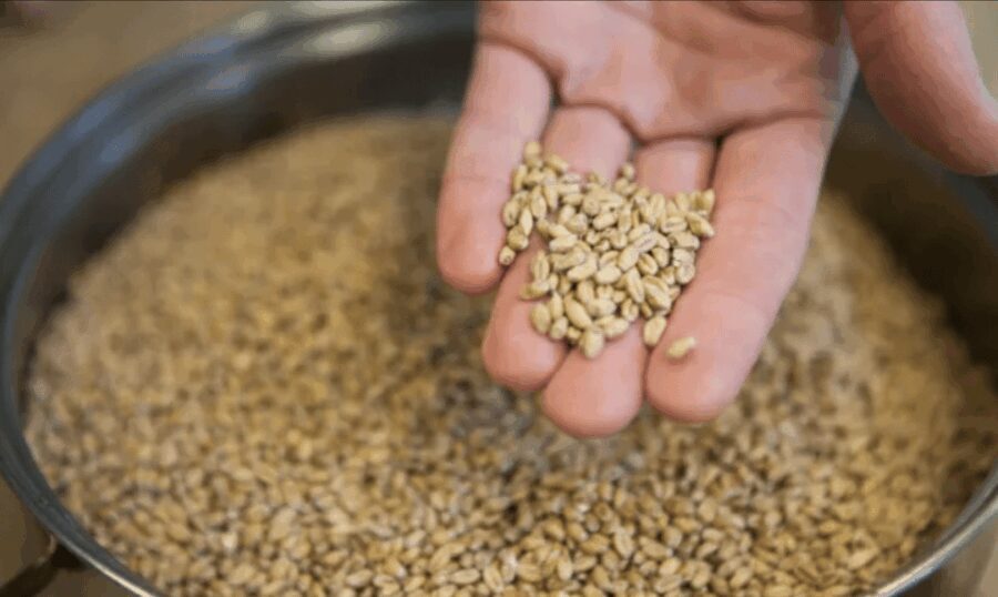 Amersfoort: Beer brewing workshop with lunch & beer tasting - An In-Depth Look at the Amersfoort Beer Brewing Workshop