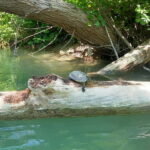 Ammoudia: 13 km Kayaking Adventure in the Acheron River. - Practical Tips for Your Kayaking Day