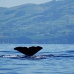 Among Whales Dolphins and Volcanoes Full Day Tour With Lunch - Midday: Tasty Buffet Lunch