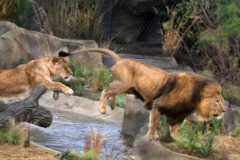 Amsterdam: ARTIS Royal Zoo and ARTIS Groote Museum Ticket - Who Should Consider This Tour?