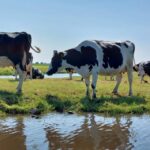 Amsterdam & Countryside Private Tour by premium car - Why This Tour Excels for Certain Travelers