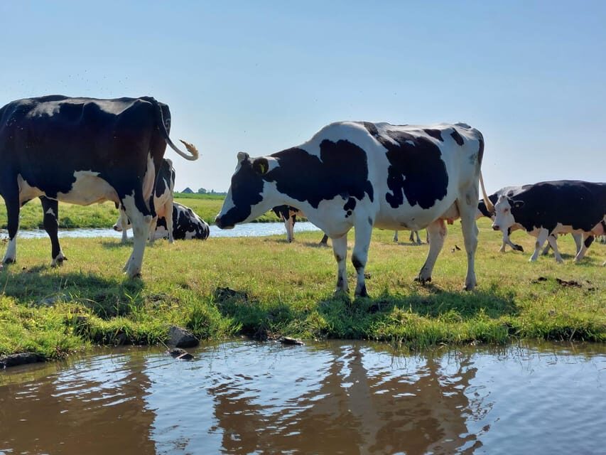 Amsterdam & Countryside Private Tour by premium car - Why This Tour Excels for Certain Travelers