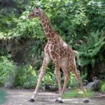 Amsterdam: Entry Ticket to ARTIS Historical Zoo on Old Canal - Final The Sum Up