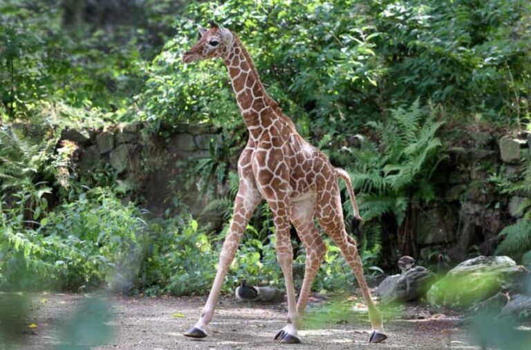 Amsterdam: Entry Ticket to ARTIS Historical Zoo on Old Canal - Final The Sum Up