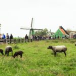 Amsterdam: Explore Zaanse Schans: Half-Day Luxury Coach Trip - Analyzing the Value