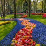 Amsterdam: Keukenhof Gardens & Tulip Fields Private Tour - Analyzing the Value of the Tour