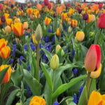 Amsterdam: Keukenhof Tulip Gardens Private Tour - Who Should Book This Tour?