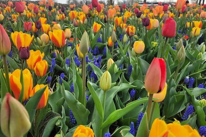 Amsterdam: Keukenhof Tulip Gardens Private Tour - Who Should Book This Tour?