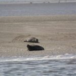Amsterdam: Seal Safari at Waddensea UNESCO Site - How It Compares and Why It’s Worth Considering