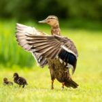 Amsterdam: The Secrets of Vondelpark - Practical Details and Value