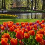 Amsterdam: Tour to Keukenhof Gardens with Windmill Cruise - The Itinerary Breakdown