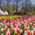 Amsterdam: Tulip Farm Visit, Keukenhof, and Windmill Cruise - The Value of This Tour